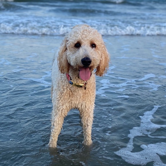 Meet your Posher, Sarah - Picture 1 of 1